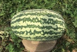 寿光网红大瓜,一场网络舆论的风暴